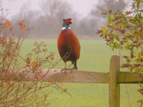 Pheasant Suites Colchester Buitenkant foto