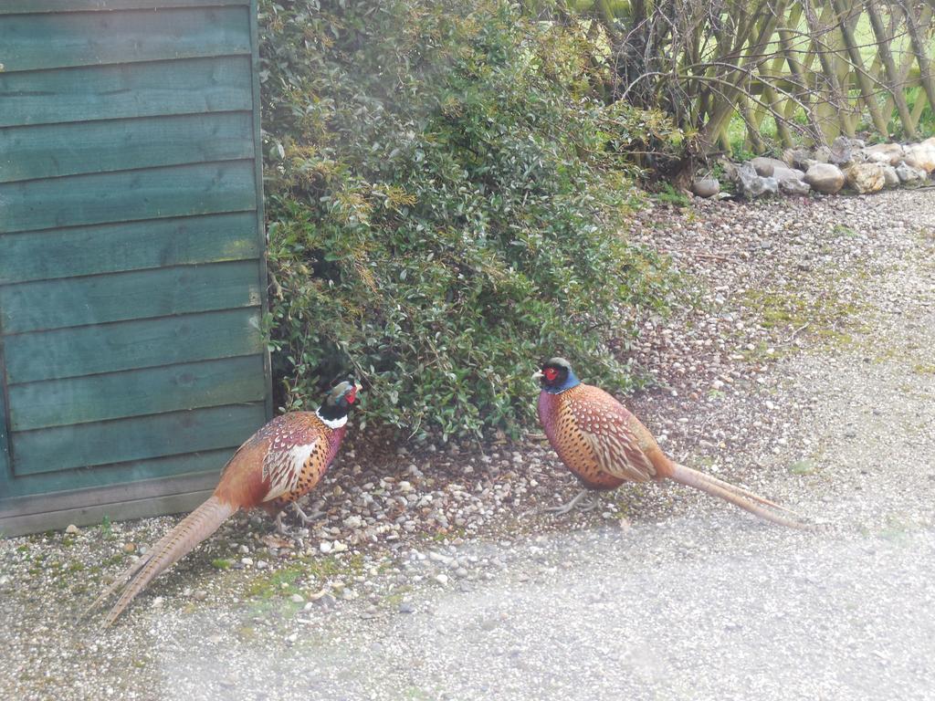 Pheasant Suites Colchester Buitenkant foto
